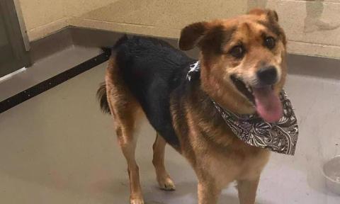 Dog wearing a bandana