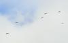 Autonomous aircraft group in flight