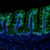 Differentiated human intestinal organoids