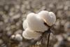 Cotton growing in a field