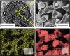 Microscope images of fuel cell electrodes